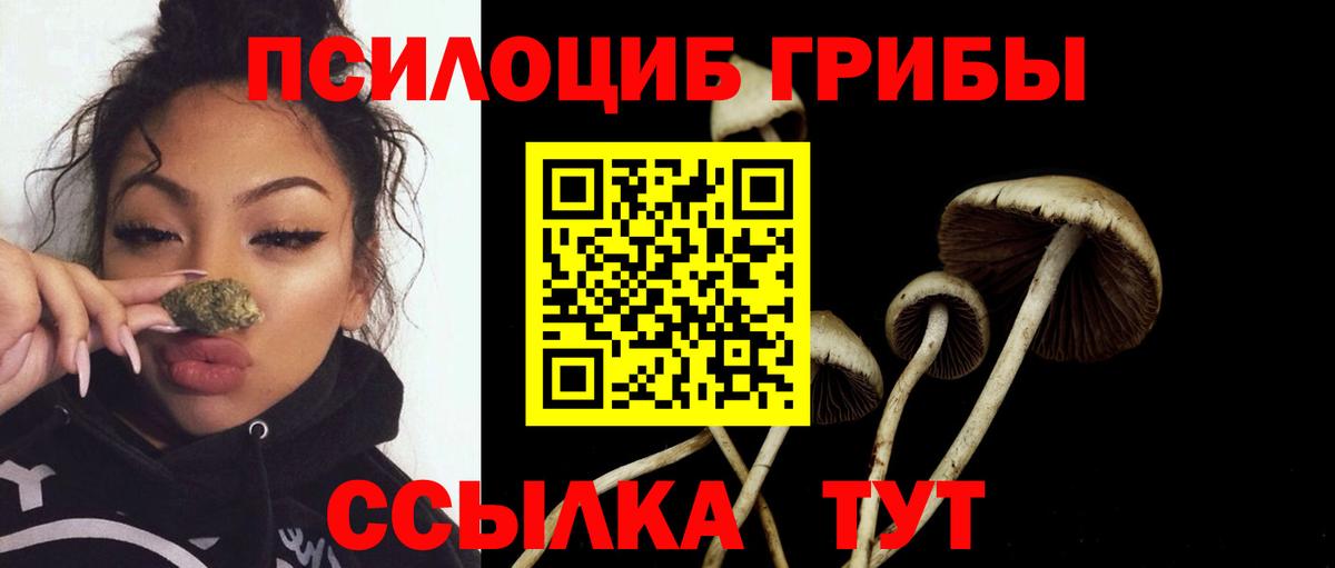 Псилоцибиновые грибы MAGIC MUSHROOMS  Вход с VPN  Камышлов  где купить наркотик  Галлюциногенные грибы Psilocybe 